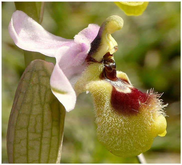 Ophrys tenthredinifera